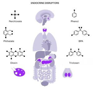 Endocrine disrupting chemicals