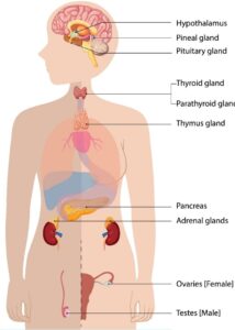 Endocrine organs
